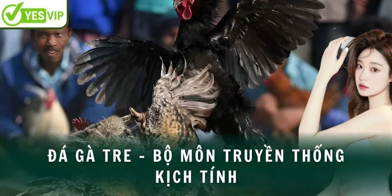 Đá gà tre bộ môn truyền thống kích thích